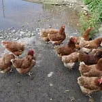 奥贝尔苏兹博古特旅馆 公寓 *